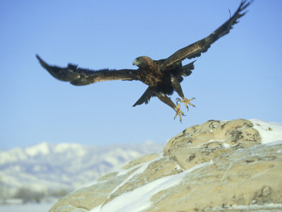 Golden Eagle, Aquila Chrysaetos Colorado by Alan And Sandy Carey Pricing Limited Edition Print image