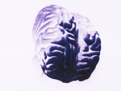 Brain by Fogstock Llc Pricing Limited Edition Print image