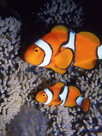 True Clownfish, Amphiprion Percula by Marian Bacon Pricing Limited Edition Print image
