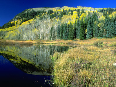 Lakeside Trees With Fall Foliage, Colorado by Jim Vitali Pricing Limited Edition Print image