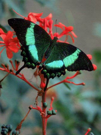 Green Banded Peacock On Clerodendrum by David Ennis Pricing Limited Edition Print image