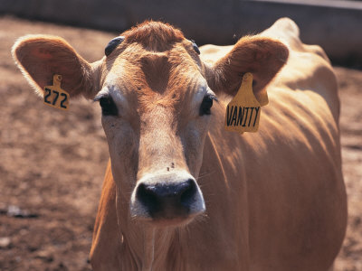 Jersey Dairy Cows by David Witbeck Pricing Limited Edition Print image