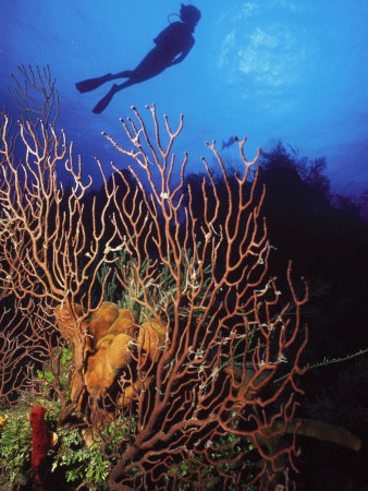 Scuba Diver And Gorgonian Coral, Bahamas by Shirley Vanderbilt Pricing Limited Edition Print image