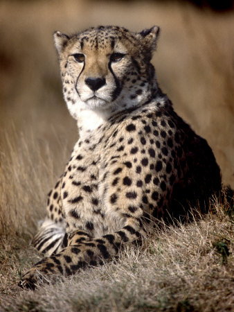 Cheetah Laying In The Grass by Robert Ginn Pricing Limited Edition Print image