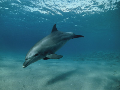 Wild Bottlenose Dolphin, Red Sea by Jeff Rotman Pricing Limited Edition Print image