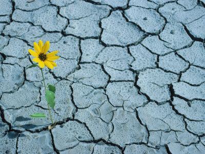 Sunflower Growing In Between Pavement by Ken Wardius Pricing Limited Edition Print image