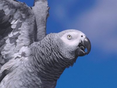 African Grey Parrot by Brian Kenney Pricing Limited Edition Print image