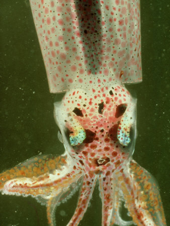 Squid Head, Cephalopoda by Oxford Scientific Pricing Limited Edition Print image