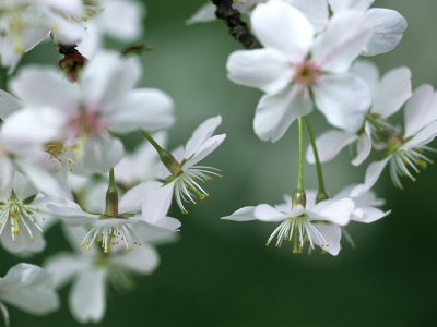 Ornamental Cherry by Hemant Jariwala Pricing Limited Edition Print image