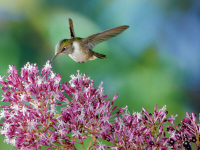 Volcano Hummingbird At Fuchsia Microphylla, Scrub And Paramo Above, Cerro De La Muerte, Costa Rica by Michael Fogden Pricing Limited Edition Print image