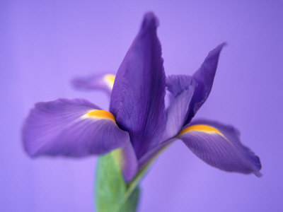 Iris by Masa Kono Pricing Limited Edition Print image