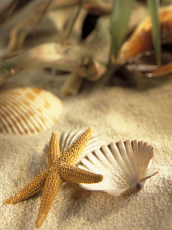 Starfish With Seashell And Palm Branch On Sand by Eric Kamp Pricing Limited Edition Print image