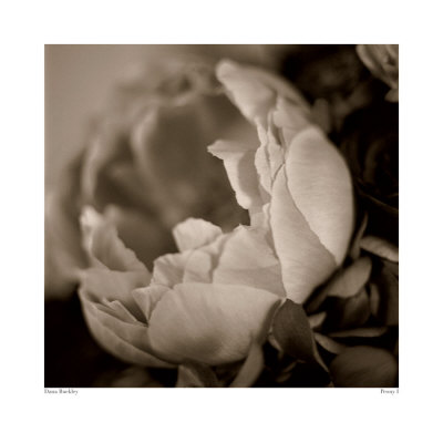 Peony I by Dana Buckley Pricing Limited Edition Print image