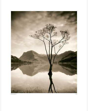 Silver Birch, Buttermere by Mike Shepherd Pricing Limited Edition Print image