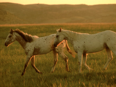 Appaloosas, Running At Sunrise Montana by Alan And Sandy Carey Pricing Limited Edition Print image