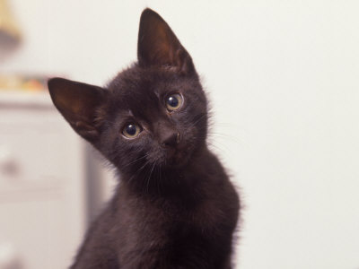 Five-Week-Old Black Kitten by Frank Siteman Pricing Limited Edition Print image