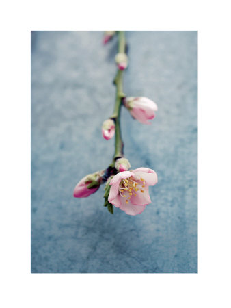 Branches Fleuries En Rose Et Bleu Ii by Amelie Vuillon Pricing Limited Edition Print image