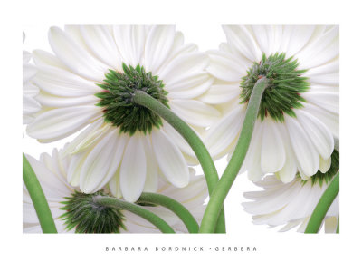 Gerbera by Barbara Bordnick Pricing Limited Edition Print image