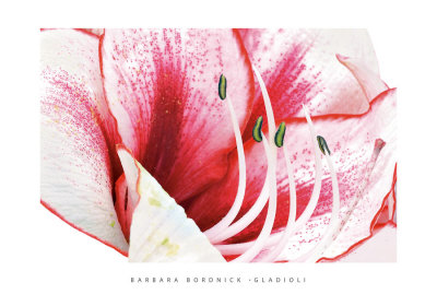 Gladioli by Barbara Bordnick Pricing Limited Edition Print image