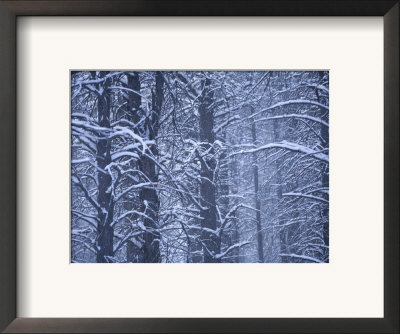 Forest In Wintertime, Flagstaff Arizona by John Burcham Pricing Limited Edition Print image