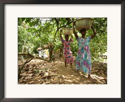 Cocoa Producing Village, Kumasi, Ghana, West Africa, Africa by Ali Mobasser Pricing Limited Edition Print image