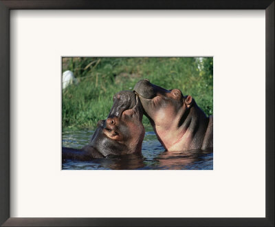 Hippos Courting, Masai Mara, Kenya by Anup Shah Pricing Limited Edition Print image