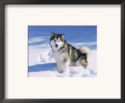 Alaskan Malamute Dog, In Snow, Usa by Lynn M. Stone Pricing Limited Edition Print image