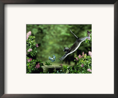 Domestic Cat Leaping At Coal Tit On Bird Bath by Jane Burton Pricing Limited Edition Print image