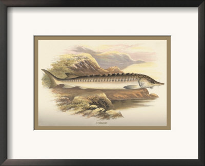 Sturgeon by A.F. Lydon Pricing Limited Edition Print image