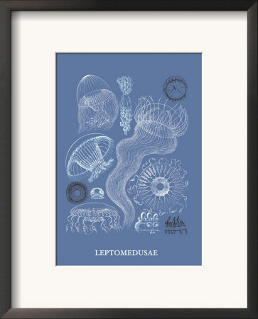 Jellyfish: Leptomedusae by Ernst Haeckel Pricing Limited Edition Print image