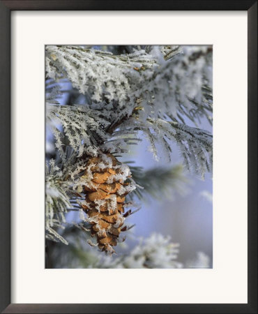 Morning Light On Balsam Fir Cone With Frost, Michigan, Usa by Mark Carlson Pricing Limited Edition Print image