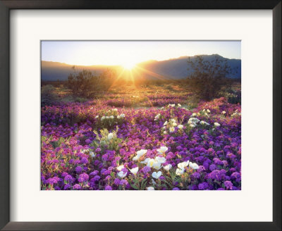 Sand Verbena And Dune Primrose Wildflowers At Sunset, Anza-Borrego Desert State Park, California by Christopher Talbot Frank Pricing Limited Edition Print image