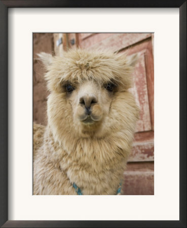 Llama, Cuzco, Peru by John & Lisa Merrill Pricing Limited Edition Print image