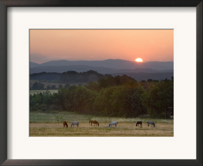 Horses Graze At Sunrise, Provence, France by Jim Zuckerman Pricing Limited Edition Print image