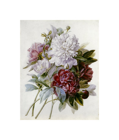 Bouquet Of Red, Pink And White Peonies by Pierre-Joseph Redoute Pricing Limited Edition Print image
