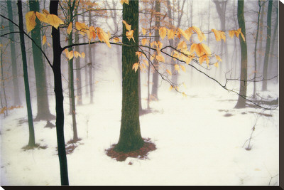 Quiet Woods by David Winston Pricing Limited Edition Print image