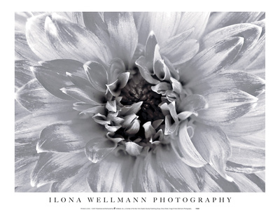 Snow Petals by Ilona Wellmann Pricing Limited Edition Print image
