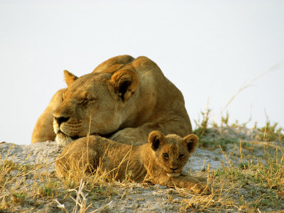 A Lioness And Her 3-Month-Old Cub Relax On A Termite Mound by Beverly Joubert Pricing Limited Edition Print image