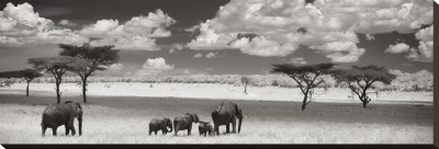 The Elephant Family by Andy Biggs Pricing Limited Edition Print image
