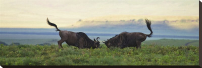 Sparring Wildebeest by Andy Biggs Pricing Limited Edition Print image