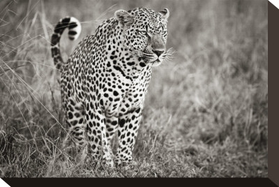 Leopard In Grass by Andy Biggs Pricing Limited Edition Print image