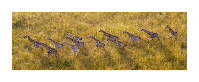 Giraffe Herd From Above by Andy Biggs Pricing Limited Edition Print image