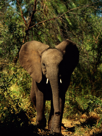 African Elephant In A Forest Setting by Beverly Joubert Pricing Limited Edition Print image