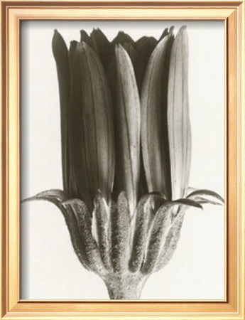 Dimorphoteca Aurantiaca, Marigold by Karl Blossfeldt Pricing Limited Edition Print image