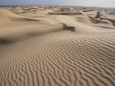 Wind-Rippled Patterns In The Sand Of The Sahara Desert by Stephen Sharnoff Pricing Limited Edition Print image