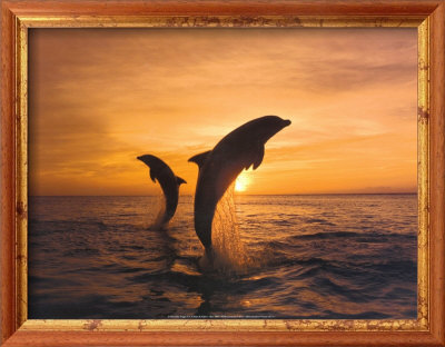 Two Dolphins by Hubert & Klein Pricing Limited Edition Print image