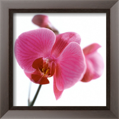 Pink Orchid by Cédric Porchez Pricing Limited Edition Print image