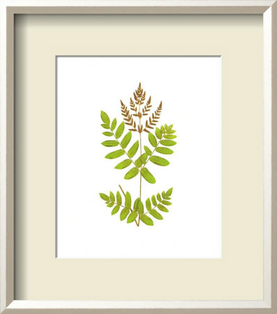 Woodland Ferns Vii by Edward Lowe Pricing Limited Edition Print image