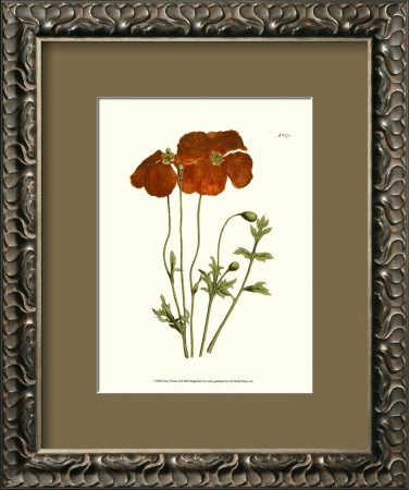 Fiery Florals Ii by Samuel Curtis Pricing Limited Edition Print image