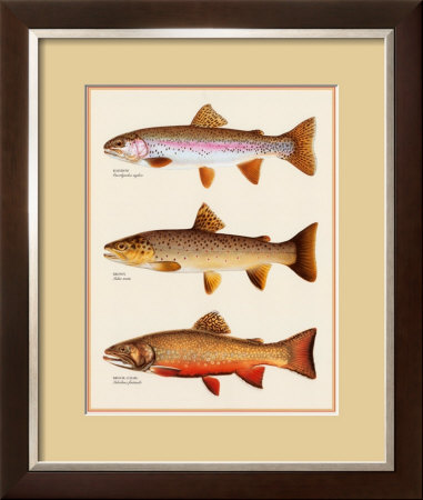 Trout by Joseph Tomelleri Pricing Limited Edition Print image